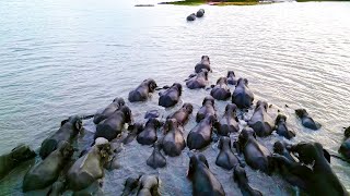 Breathtaking moment of Herd of elephants crossing the river to the island | Amazing Video | Wildlife