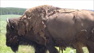 Yellowstone National Park (1/4): BISON
