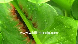 Caterpillar eats leaf, as seen in time lapse mode, at wildfilmsindia Motidhar estate in Himalaya