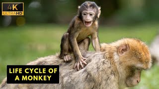 Life Cycle of a Monkey | Wild Wide Life
