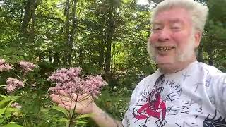Joe Pye Weed