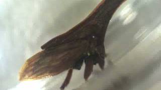 Leafhopper