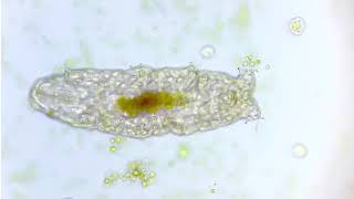 Motic | Water bears under microscope - Part 2 | BA310