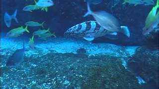 Black cod - such  a cool fish!