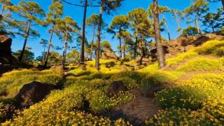 Alan Watts - Acorde e descubra, você é deus!