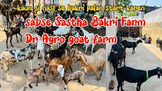 Which breed of goat should you start rearing? Goat farming trending in Jharkhand #trending #jhark...