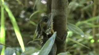 Fair Dinkum: Daintree Rainforest