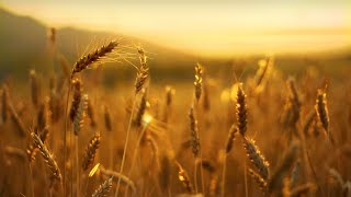 Soothingly Soft Nature Sounds | Fall Asleep Naturally | Peaceful Ambience For A Good Night’s Sleep