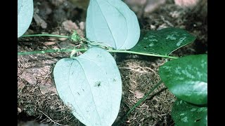 Smilax Glauca