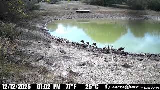 Spypoint Flex M Turkeys In Texas HD Video 