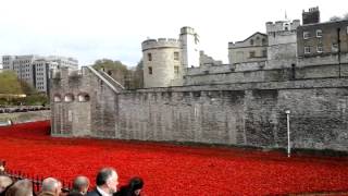 Short video of the tower of london poppies