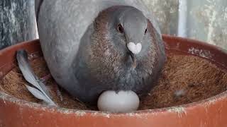 The OLR Eggs Are Coming!