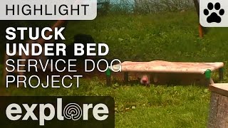 Great Dane Stuck Under Bed - Service Dog Project - Live Cam Highlight