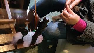 Spinning Shetland fleece into yarn on an Ashford Traditional Wheel
