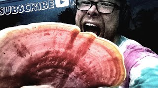 Get your fans out for a hot reishi summer! 6/11/23 #letsgomushroomhunting