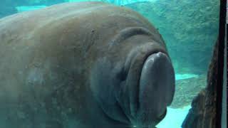 Manatee Crash Test