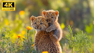 Mother and Baby Animals In The Wildlife World - Peaceful Piano Music