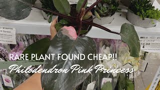 Rare Find at Bjs Wholesale Club - Philodendron Pink Princess