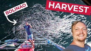 First FISH HARVEST in Davao Oriental (Bolinao - Anchovies)