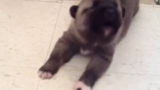 will make you want a puppy - adorable Cute puppy crying puppy wants his mommy