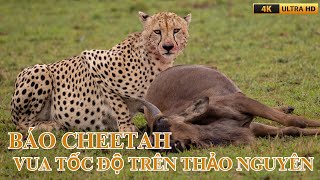 CHEETAH SPEED KING OF THE STEPPED LAND - VIDEO4K