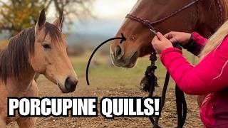 Curious horse meets porcupine! ~ These quills need to come out!