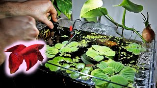 Betta Splendens - Cohabitation and Tank Management (Ep. 4)