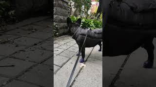 Funny and Cute French Bulldog (compilation) #72