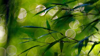 New calm Music for relaxation • Meditative Music for stress relief, meditation, relaxation, sleep