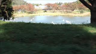 白鳥、慌てる
