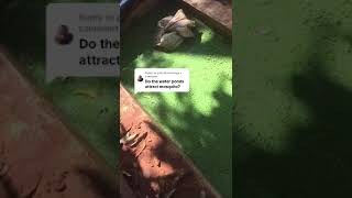 how to control mosquito breeding with azolla