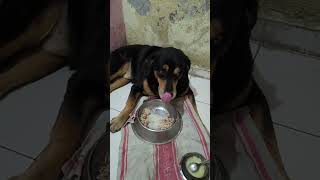 Devang Goswami is live.  cute dog eating food videos