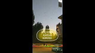EN GÜZEL ŞARKI EŞLİĞİNDE | GÖÇ  EDEN KARGA SÜRÜSÜ  MÜTHİŞ GÖRÜNTÜLER