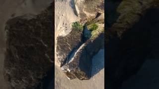 Mornings with Mindy - Cochina shells, live clams