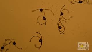 Equisetum (Plant) Spores | 2017 Nikon Small World