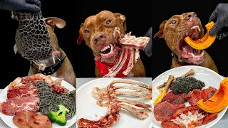 Best of Pitbull Eating Sounds | RAW MEAT | ASMR Compilation