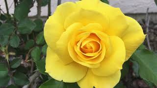 Happy Mothers Day 2019