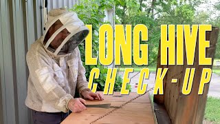 Long Hive Check Up, What's happening in the Long Hive?