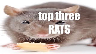 top three rats