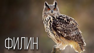 Eagle Owl: Night Hunter | Interesting Facts About Eagle Owls