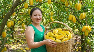 Harvesting Sour Star Fruit and Selling at the Market | Vegetable Gardening