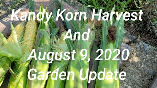 Pepple's Potager Kandy Korn Harvest  And August 9, 2020 Garden Update