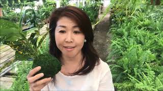 Meet the Maker - Kokedama with Kanako