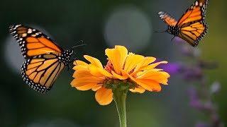 Butterfly and Flower with Birdsong | Relaxing Music