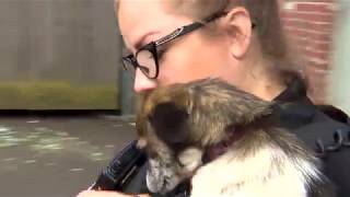 pkg ANIMAL CONTROL RIDEALONG
