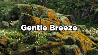 Gentle Breeze © No Copyright • Royalty Free • Audio Library