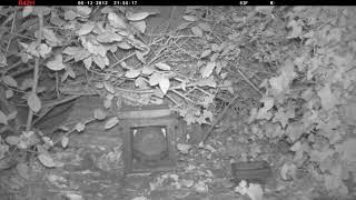 Nature Camera