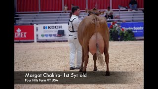 2025 National Ayrshire Show. Margot Chakira - Winning 5yr Old from Four Hills Farm Vermont USA.