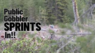 Oregon Public Gobbler SPRINTS in! Turkey Hunting at its Finest!