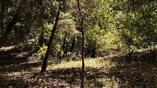 Ambient beat🌊🧚‍♀️🦋